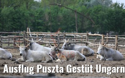 Ausflug Puszta Gestüt Ungarn bei Budapest 01.05.2019