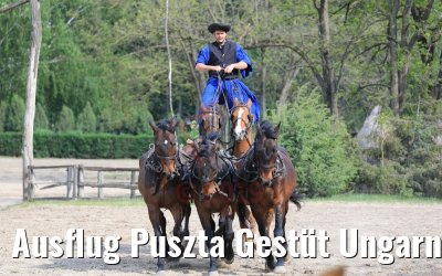 Ausflug Puszta Gestüt Ungarn bei Budapest 01.05.2019