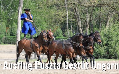 Ausflug Puszta Gestüt Ungarn bei Budapest 01.05.2019