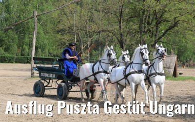 Ausflug Puszta Gestüt Ungarn bei Budapest 01.05.2019