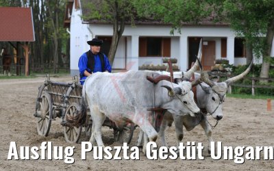 Ausflug Puszta Gestüt Ungarn bei Budapest 01.05.2019