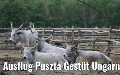 Ausflug Puszta Gestüt Ungarn bei Budapest 01.05.2019
