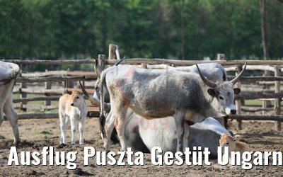 Ausflug Puszta Gestüt Ungarn bei Budapest 01.05.2019