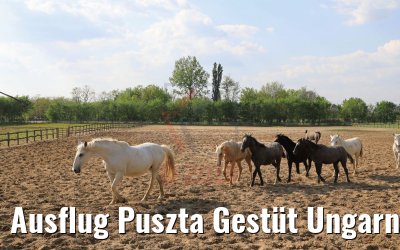 Ausflug Puszta Gestüt Ungarn bei Budapest 01.05.2019