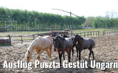 Ausflug Puszta Gestüt Ungarn bei Budapest 01.05.2019