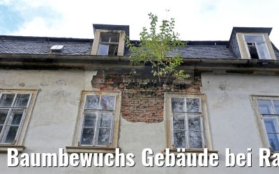 Baumbewuchs Gebäude bei Rathmannsdorf 19.10.2016