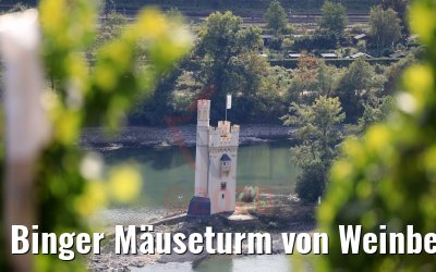Binger Mäuseturm von Weinbergen gesehen 20.09.2020