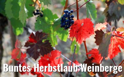 Buntes Herbstlaub Weinberge Rüdesheim 20.09.2020