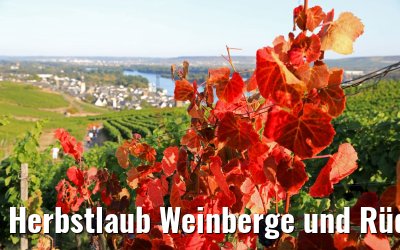 Herbstlaub Weinberge und Rüdesheim 20.09.2020