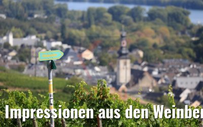 Impressionen aus den Weinbergen Rüdesheim 20.09.2020