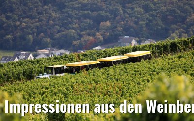 Impressionen aus den Weinbergen Rüdesheim 20.09.2020