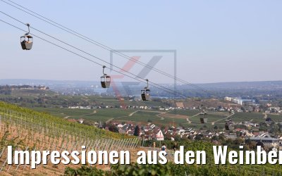 Impressionen aus den Weinbergen Rüdesheim 20.09.2020