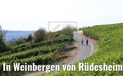 In Weinbergen von Rüdesheim 20.09.2020