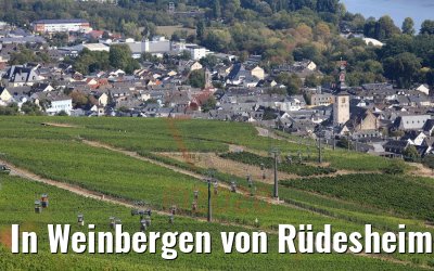 In Weinbergen von Rüdesheim 20.09.2020