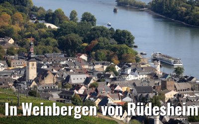 In Weinbergen von Rüdesheim 20.09.2020