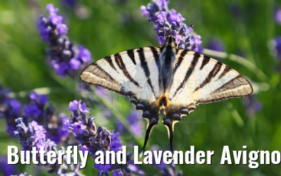 Butterfly and Lavender Avignon 19.06.2023