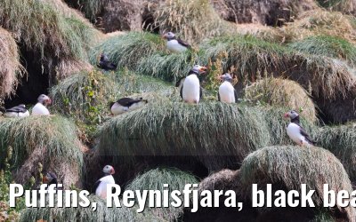 Puffins, Reynisfjara, black beach, Iceland impressions 01.08.2023