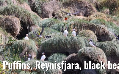 Puffins, Reynisfjara, black beach, Iceland impressions 01.08.2023