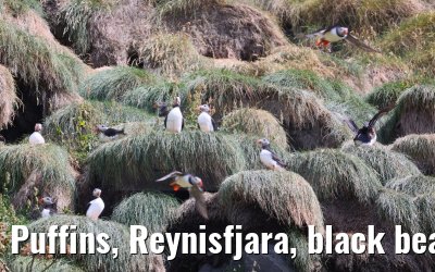 Puffins, Reynisfjara, black beach, Iceland impressions 01.08.2023