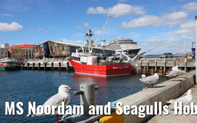 MS Noordam and Seagulls Hobart