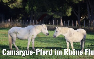 Camargue-Pferd im Rhône Flussdelta