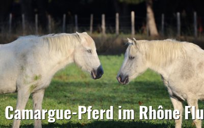Camargue-Pferd im Rhône Flussdelta