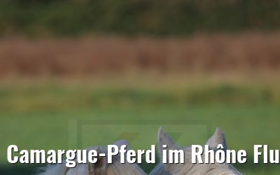 Camargue-Pferd im Rhône Flussdelta