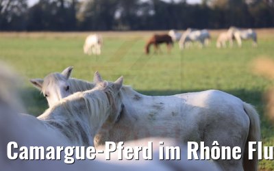 Camargue-Pferd im Rhône Flussdelta