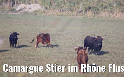 Camargue Stier im Rhône Flussdelta