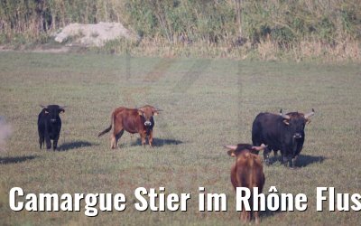 Camargue Stier im Rhône Flussdelta