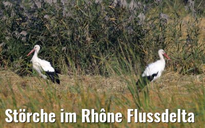Störche im Rhône Flussdelta