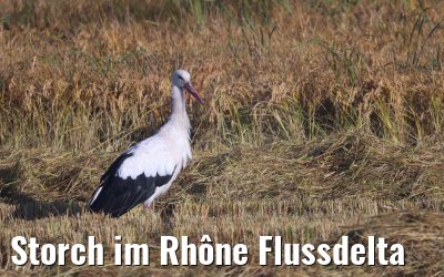 Storch im Rhône Flussdelta