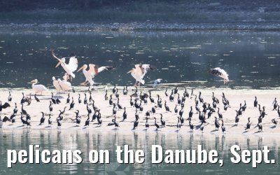 pelicans on the Danube, Sept. 2025