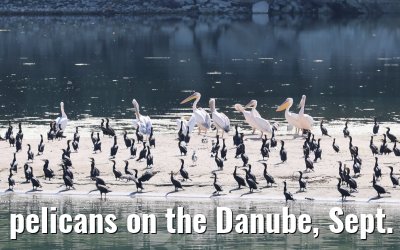 pelicans on the Danube, Sept. 2025
