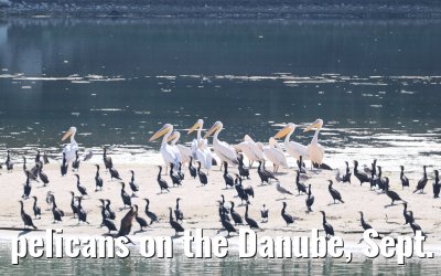pelicans on the Danube, Sept. 2025