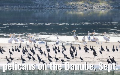 pelicans on the Danube, Sept. 2025
