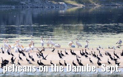 pelicans on the Danube, Sept. 2025