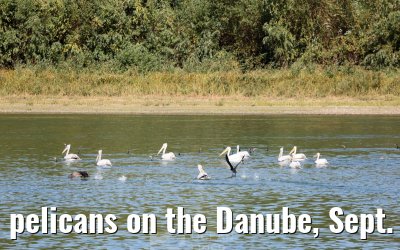 pelicans on the Danube, Sept. 2025