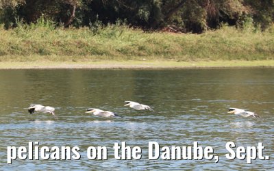 pelicans on the Danube, Sept. 2025