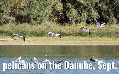 pelicans on the Danube, Sept. 2025
