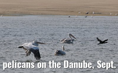 pelicans on the Danube, Sept. 2025