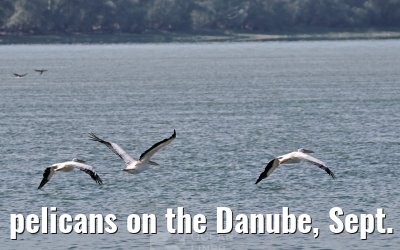 pelicans on the Danube, Sept. 2025
