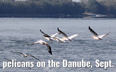 pelicans on the Danube, Sept. 2025