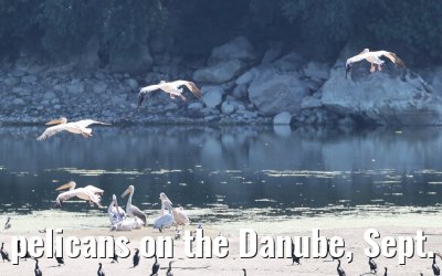 pelicans on the Danube, Sept. 2025