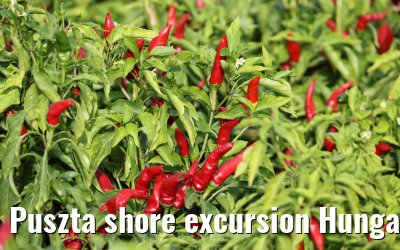 Puszta shore excursion Hungary 13.09.2025