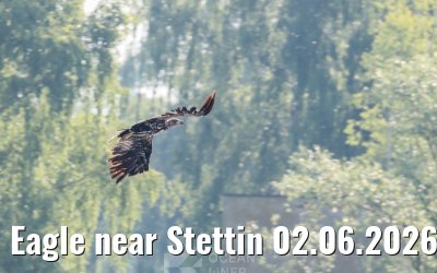 Eagle near Stettin 02.06.2026