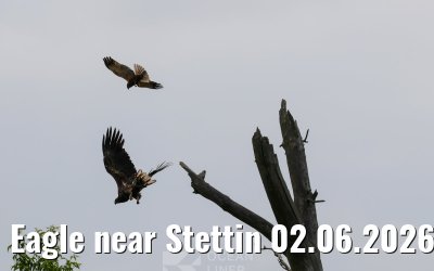 Eagle near Stettin 02.06.2026