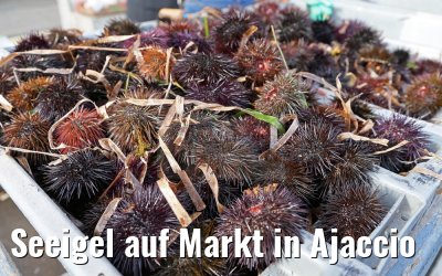 Seeigel auf Markt in Ajaccio