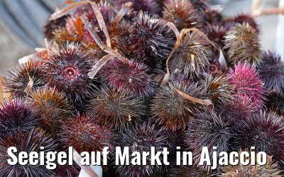 Seeigel auf Markt in Ajaccio