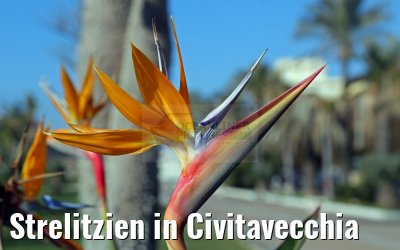 Strelitzien in Civitavecchia